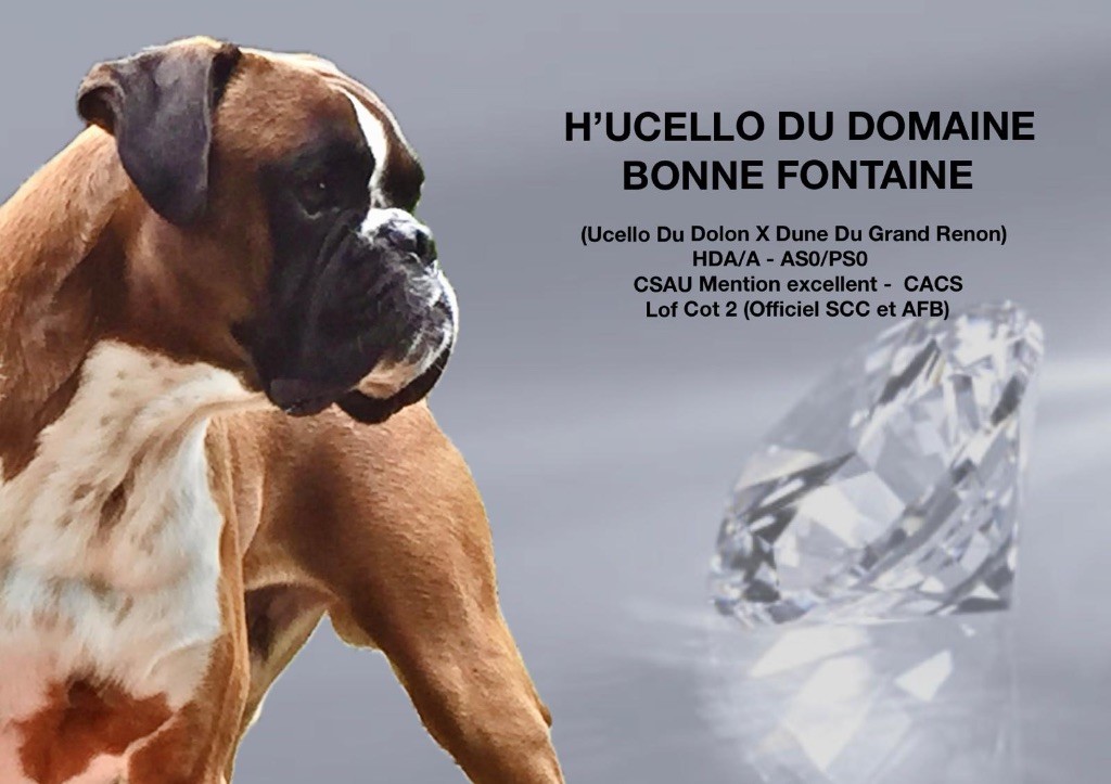 H'ucello du Domaine Bonne Fontaine