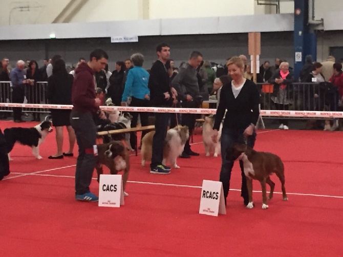 SP CACIB Toulouse Le 22 Mars 2015