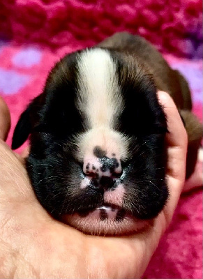 CHIOT